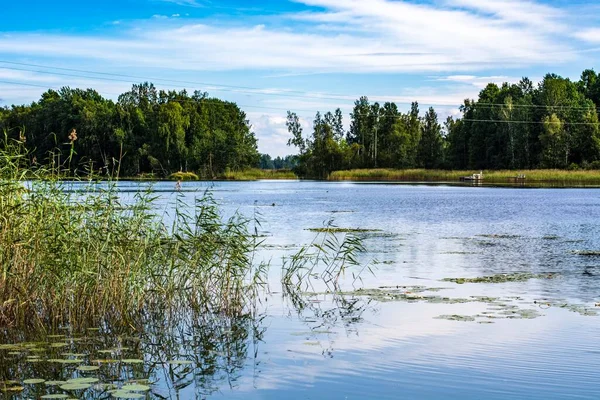 Vuoksa Nehri Kıyısı Ağaçlar ve gökyüzüne karşı yeşillik