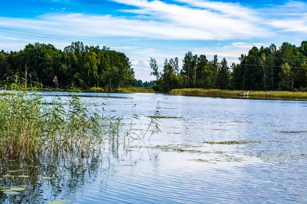 Vuoksa Nehri Kıyısı Ağaçlar ve gökyüzüne karşı yeşillik