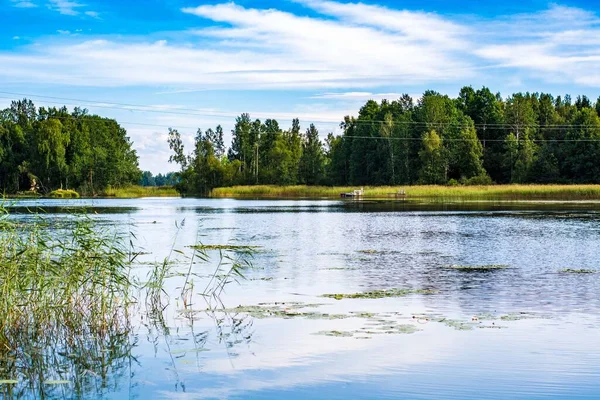 Vuoksa Nehri Kıyısı Ağaçlar ve gökyüzüne karşı yeşillik