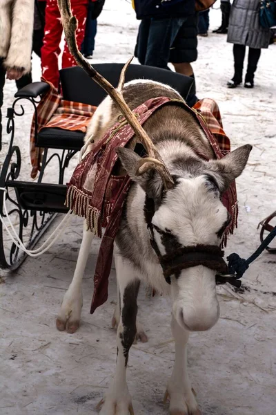 Caddedeki kızağa bağlanmış bir geyik.