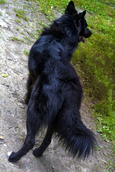 Sokaktaki siyah köpek, yol ve yeşilliğin arka planında.