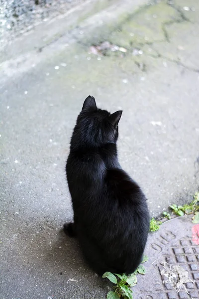 Siyah bir kedi yerde oturur ve uzaklara bakar.