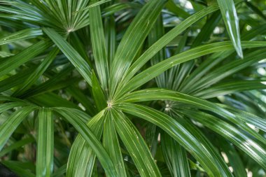 Yeşil bir palmiye yaprağının arkaplan resmi. Boşluğu kopyala.
