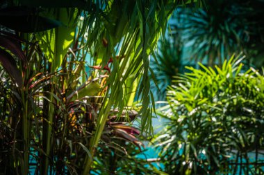 Bereketli tropikal bitkileri kapatın. Çeşitli yemyeşil tropikal bitkilerin yakın görüntüsü.