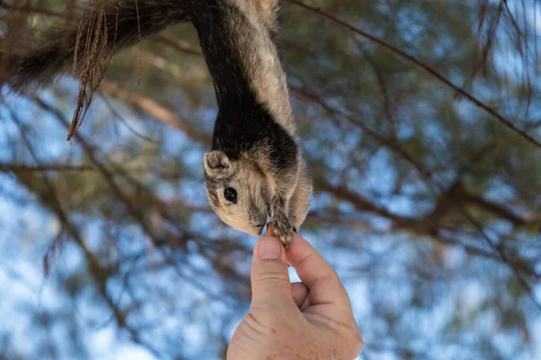 Pessoa alimenta o esquilo. um esquilo engraçado come da palma da sua mão. Alimentação de animais na floresta — Fotografia de Stock