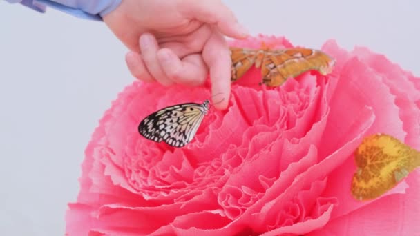 Vlinders zitten op een grote roze bloem. De mannelijke hand neemt een vlinder. — Stockvideo