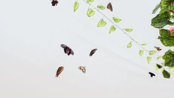 Butterflies fly in an artificial garden on a white background. Copy space — Stock Video