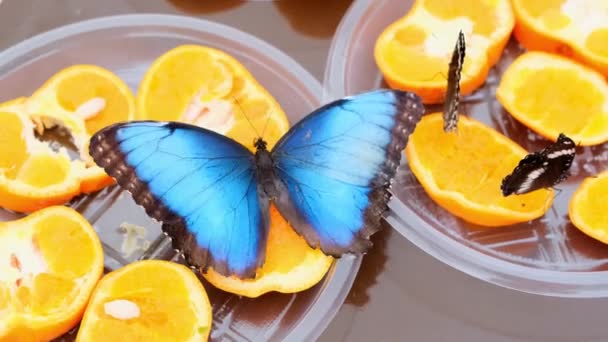 Närbild av en blå brun Morpho peleides fjäril drycker nektar på citrusfrukter. Fjäril på apelsiner. — Stockvideo