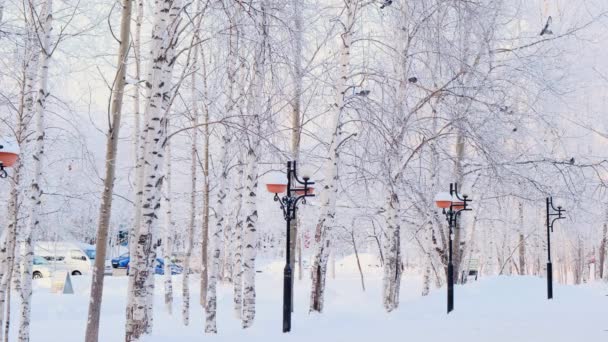 城市里的雪冬在阳光明媚的霜冻天气里，树木在雪地里，冬天来了，动作缓慢. — 图库视频影像