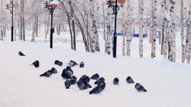 Gri güvercinler beyaz karlı bir dalın üzerinde duruyorlardı. Bir kuş sürüsü yaklaşıyor. Kış mevsiminde hayvanlar. Soğuk kışta donuk ağaçlar. — Stok video