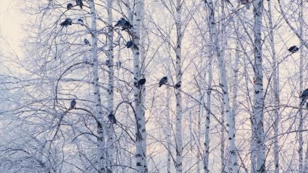 Grå duvor stod på en gren med vit snö. En flock fåglar närbild. Djur under vintersäsongen. Frusna träd i frostig vinter. — Stockvideo