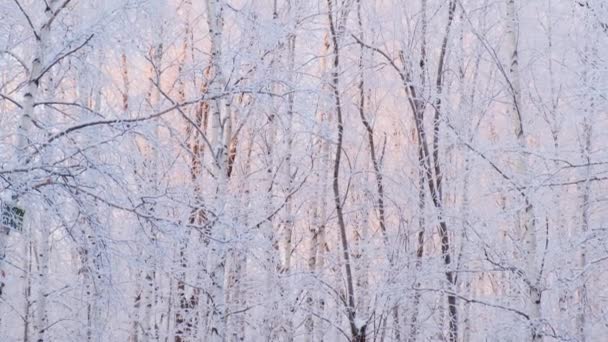 Снежная зима в городе в солнечный морозный день, деревья под снегом, приходит зима, замедленное движение . — стоковое видео