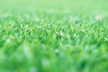 Yeşil çimenler. arka plan dokusu. taze bahar yeşil çim.