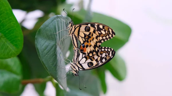 Dwa motyle rozwijają skrzydła na tle z zielonymi liśćmi, z bliska. Motyle się łączą. Przestrzeń kopiowania. — Zdjęcie stockowe