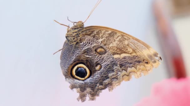 Mooie bruine vlinder op een grijze witte achtergrond close-up — Stockvideo