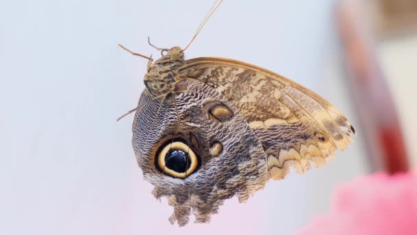 Bela borboleta marrom em um fundo branco cinza close-up — Vídeo de Stock