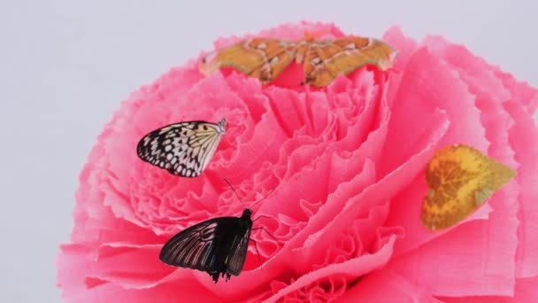 Motýli sedí na velké umělé růžové květině, zblízka. Kopírovat prostor. — Stock video