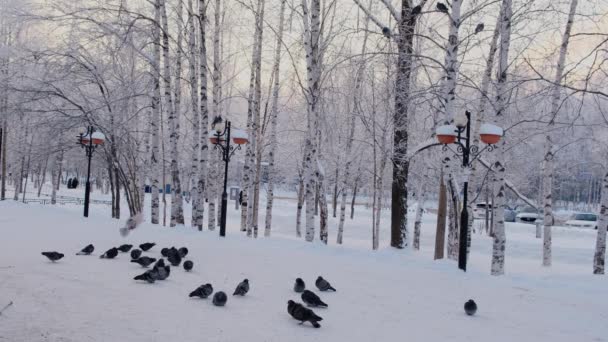 Tauben sitzen im Schnee. Winterbäume sind mit Raureif bedeckt. wunderbare Winterszene — Stockvideo