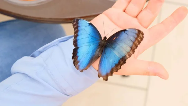 Duży niebieski motyl siedzi na męskiej dłoni. zbliżenie. — Zdjęcie stockowe
