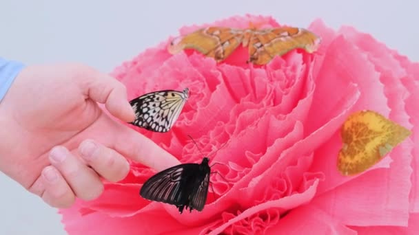 Kelebekler büyük pembe bir çiçeğin üzerinde oturuyorlar. Erkek el bir kelebek alır.. — Stok video