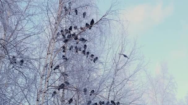 Szare gołębie stały na gałęzi z białym śniegiem. Stado ptaków z bliska. zwierzęta w sezonie zimowym. Mroźne drzewa w mroźną zimę. — Wideo stockowe