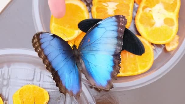 Borboletas pretas e azuis bebem néctar em frutas cítricas. Borboleta em laranjas. close-up . — Vídeo de Stock