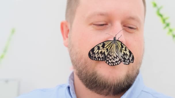 Gran mariposa marrón se sienta en la nariz de una cara masculina, de cerca. Copiar espacio — Vídeo de stock