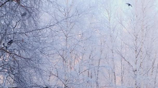 Снежная зима в городе в солнечный морозный день, деревья под снегом, приходит зима, замедленное движение . — стоковое видео