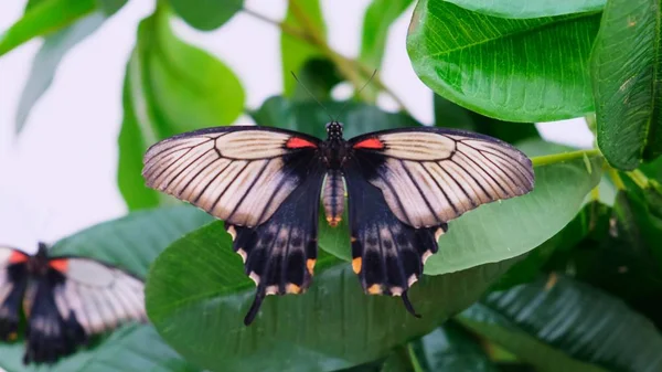 Czarny motyl rozmazane skrzydła na tle z zielonymi liśćmi, zbliżenie. Przestrzeń kopiowania. — Zdjęcie stockowe