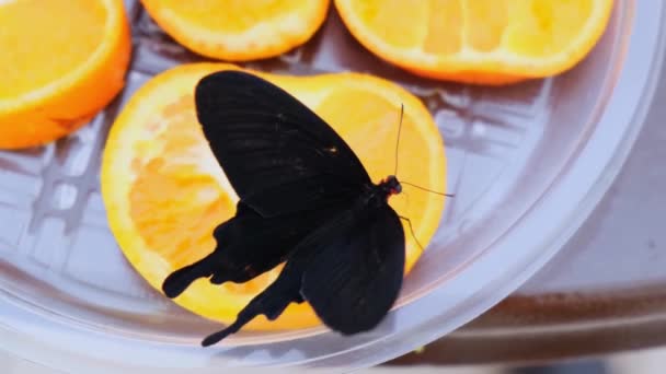 Van dichtbij bekeken drinkt een zwarte vlinder nectar op citrusvruchten. Vlinder op sinaasappelen — Stockvideo