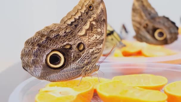 Grandi farfalle marroni bevono nettare sugli agrumi. Farfalla sulle arance. primo piano . — Video Stock