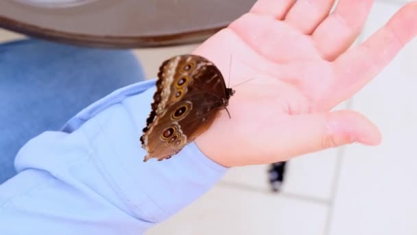 Grote blauwe vlinder zit op een mannelijke hand. close-up. — Stockvideo