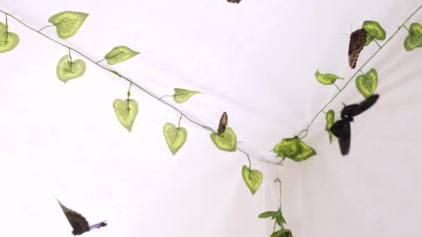 Le farfalle volano in un giardino artificiale su sfondo bianco. Copia spazio — Video Stock