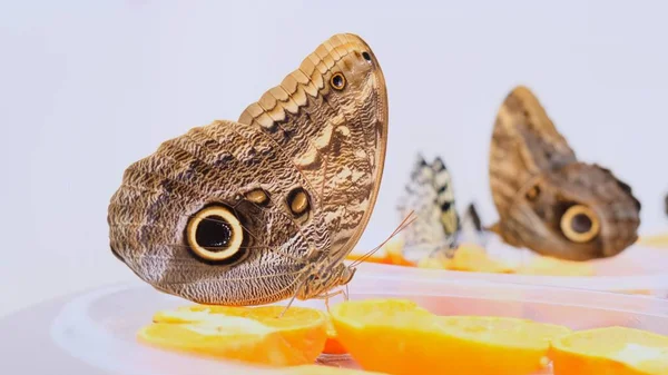 Brązowe duże motyle piją nektar na owocach cytrusowych. Motyl na pomarańczach. zbliżenie. — Zdjęcie stockowe