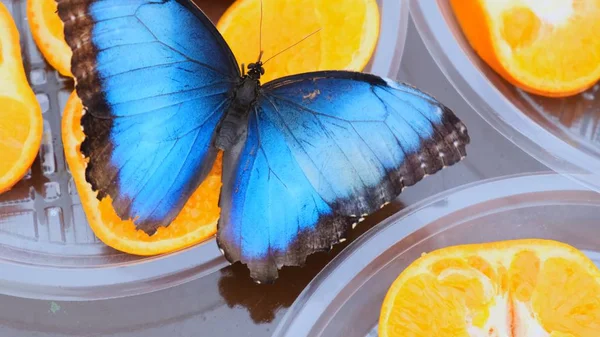 Z bliska widok z boku niebieski brązowy Morpho peleides motyl pije nektar na owoce cytrusowe. Motyl na pomarańczach. — Zdjęcie stockowe