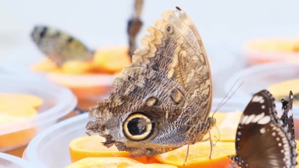 Hnědí velcí motýli pijou nektar na citrusových plodech. Motýl na pomerančích. close-up. — Stock video