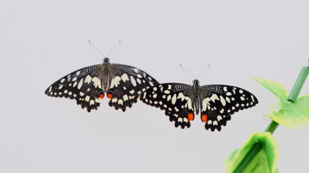 Two black butterflies smear their wings on a white gray background with green foliage, close-up. Copy space. — Stock Video