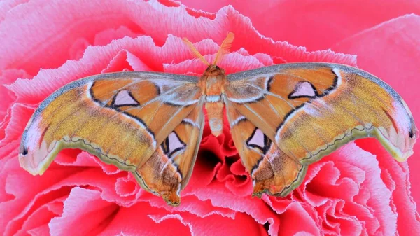 Duży brązowy motyl siedzi na dużym sztucznym różowym kwiatku, zbliżenie. Przestrzeń kopiowania. — Zdjęcie stockowe