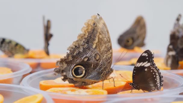 Bruine grote vlinders drinkt nectar op citrusvruchten. Vlinder op sinaasappels. close-up. — Stockvideo