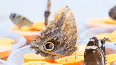 Kahverengi büyük kelebekler narenciye meyvelerinde nektar içerler. Portakallı kelebek. yakın plan.