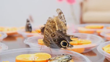 Kahverengi büyük kelebekler narenciye meyvelerinde nektar içerler. Portakallı kelebek. yakın plan.