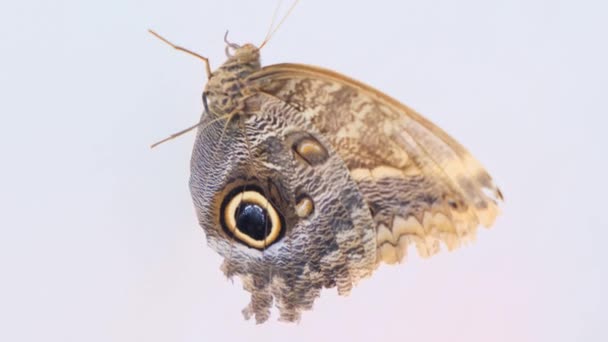 Schöne braune Schmetterling auf einem grau-weißen Hintergrund Nahaufnahme — Stockvideo