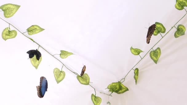 Butterflies fly in an artificial garden on a white background. Copy space — Stock Video