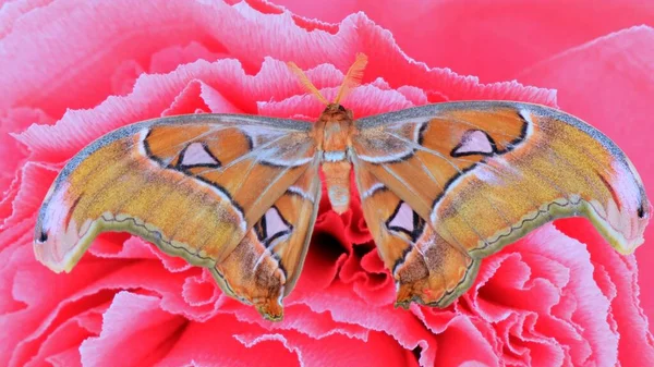 Duży brązowy motyl siedzi na dużym sztucznym różowym kwiatku, zbliżenie. Przestrzeń kopiowania. — Zdjęcie stockowe