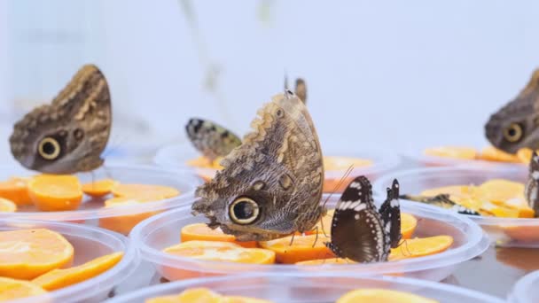 As grandes borboletas marrons bebem o néctar em frutas cítricas. Borboleta em laranjas. close-up . — Vídeo de Stock