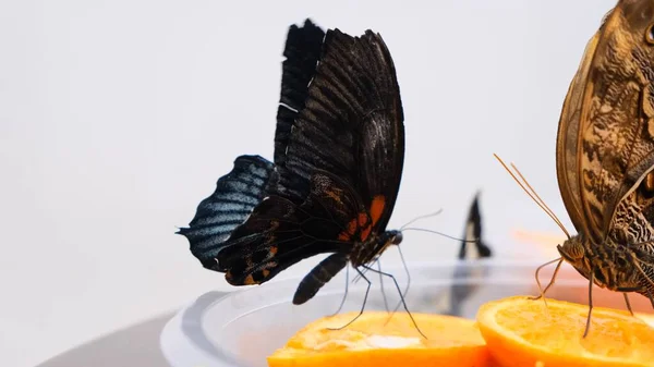 Czarne i brązowe motyle piją nektar na owocach cytrusowych. Motyl na pomarańczach. zbliżenie. — Zdjęcie stockowe