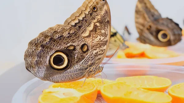 Brązowe duże motyle piją nektar na owocach cytrusowych. Motyl na pomarańczach. zbliżenie. — Zdjęcie stockowe