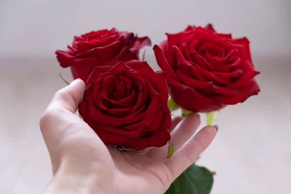 Tres rosas rojas sostienen una mano. espacio de copia - San Valentín y 8 Marzo concepto de Día de la Madre Mujeres — Foto de Stock
