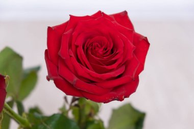 Bir kırmızı gül. kopya alanı - Sevgililer Günü ve 8 Mart Anneler Günü konsepti