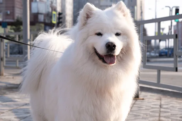 Closeup white american eskimo dog standing. — Stock Photo, Image